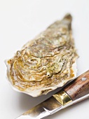Fresh oyster with knife beside it