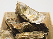 Fresh oysters in woodchip basket (detail)