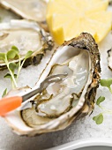Fresh oysters with cress and lemon