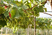 Wine growing in Thailand (vines with green grapes)