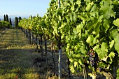Merlot grapes on the vine, Villa Pillo Estate, Tuscany, Italy