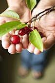 Hands HoldingFresh Picked Cherries with Branch