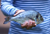 A hand holding a sea bream