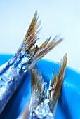 Two tail fins of saltwater fish in a bowl