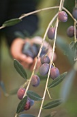 Olive branch, man in background holding olives