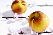 Zwei Pfirsiche mit Blüten