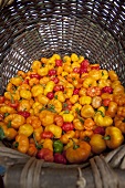 Basket of Hot Peppers the Cayman Islands