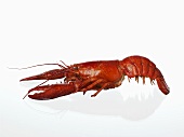 Whole cooked lobster