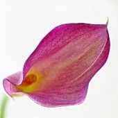A calla lily (close-up)