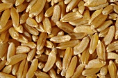 Kamut grains (full-frame)
