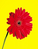 Red gerbera against yellow background