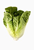 A romaine lettuce