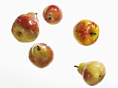 Äpfel und Birnen vor weißem Hintergrund