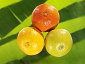 Three different grapefruits, banana leaf in background