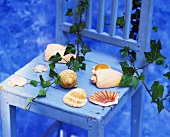 Sea shells and ivy on a chair