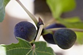 Figs on the Plant