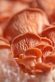 Organic Mushrooms; Close Up