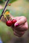 Hand reaching for cherries on branch