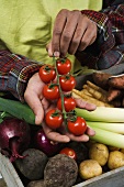 Mann bietet frische Tomaten an (Schweden)