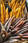 Different kinds of carrots in basket with label (Sweden)
