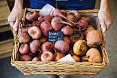 Hands holding basket of fresh turnips