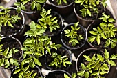 Young tomato plants in pots