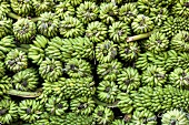 Bunches of bananas (India)