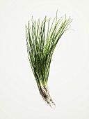 Chives with roots