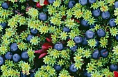 Blueberries on plant (overhead view)