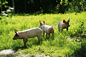 Pigs in a field