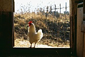 Hen on a farm