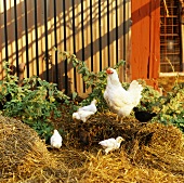 Huhn mit Küken am Bauernhof