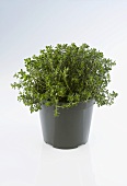 Thyme in a pot
