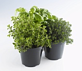 Thyme, oregano and basil in pots
