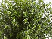 Thyme