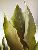 Dried bay leaves (close-up)