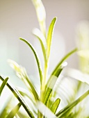 Rosemary (close-up)