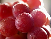 Rote Weintrauben mit Wassertropfen (Close up)
