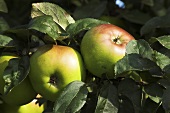 'Brettacher' apples on the tree