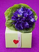 Posy of violets and gift