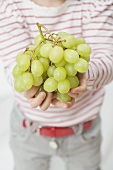 Child holding green grapes