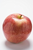 Red Gala apple