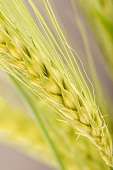 Ear of barley (close-up)