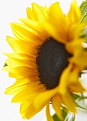 Sunflower (close-up)