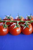 Cherry tomatoes on blue background