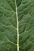 Cabbage leaf (close-up)
