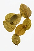 Dried blueberry leaves