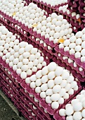 Many trays of white eggs