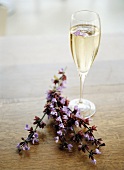 Glass of sparkling wine with lavender flowers