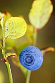 Blueberry on branch (close-up)